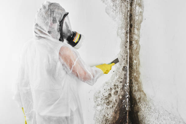 Best Mold Remediation  in Moorefield, WV