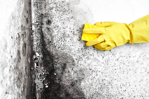 Best Office Mold Removal Services  in Moorefield, WV