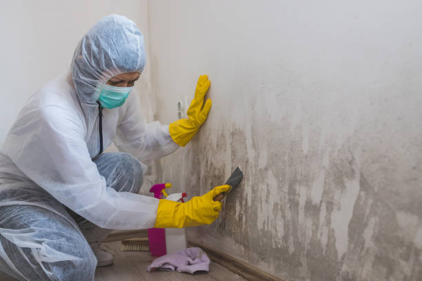 Best Home Mold Removal  in Moorefield, WV