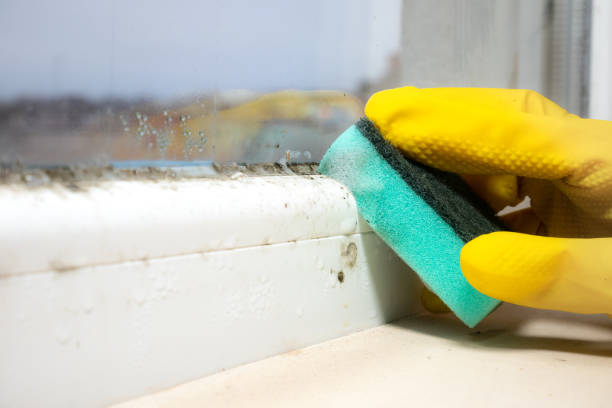 Best Same-Day Mold Removal  in Moorefield, WV