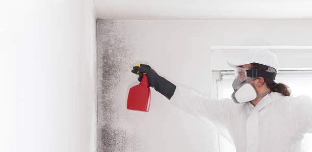 Mold Removal Process in Moorefield, WV