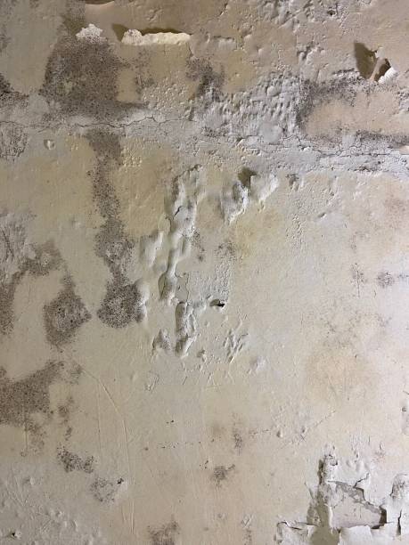 Best Mold Removal Specialists  in Moorefield, WV