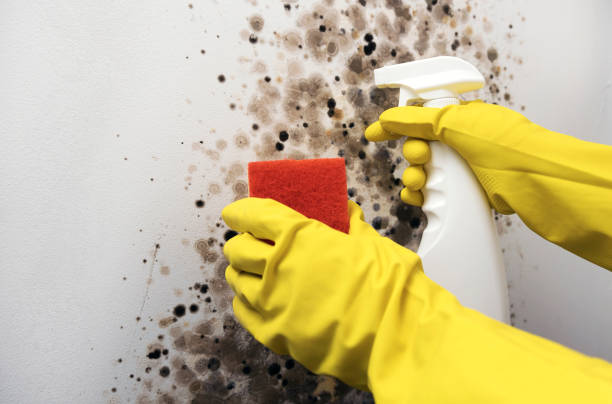 Best Affordable Mold Removal  in Moorefield, WV