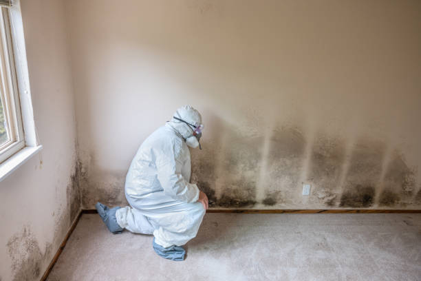 Best Attic Mold Removal  in Moorefield, WV