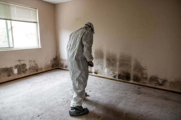 Trusted Moorefield, WV Mold Removal Experts