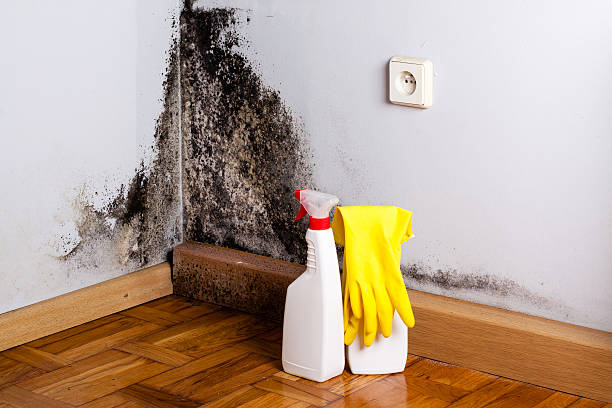 Best Mold Damage Repair  in Moorefield, WV