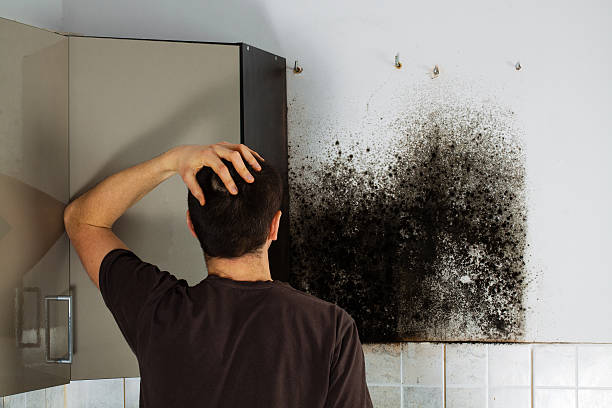 Best Certified Mold Removal  in Moorefield, WV