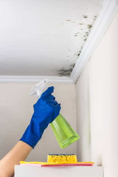 Best Emergency Mold Removal  in Moorefield, WV