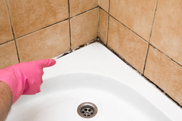 Professional Mold Removal in Moorefield, WV